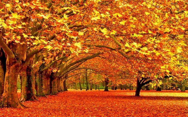 Our autumn season is here!